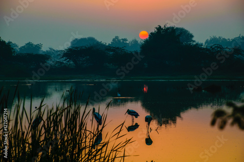 Obraz na płótnie Painted Storks at Sunrise, Pariej Lake, Gujarat, India