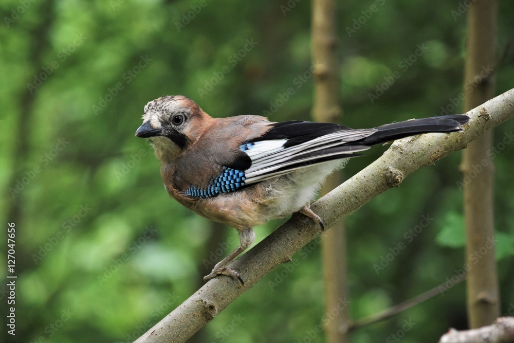 Fototapeta premium Geai des chênes (Garrulus glandarius).