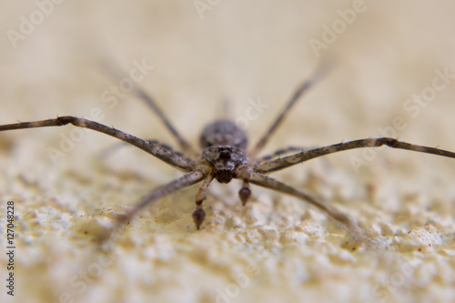 Spider face macro, Sri Lanka.
