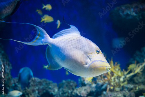 Big white fish swimming in an aquarium close-up (Singapore)