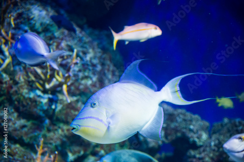Large white fish swimming in an aquarium - close-up on a background of other fish (Singapore) © alekseev