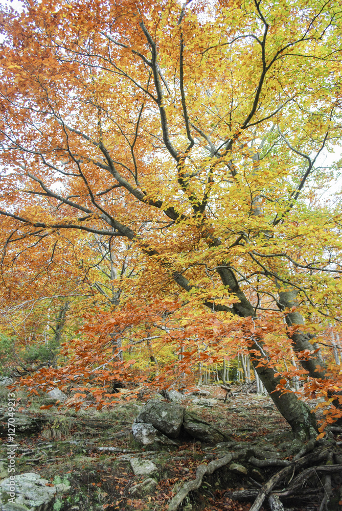 colores otoñales en el bosque