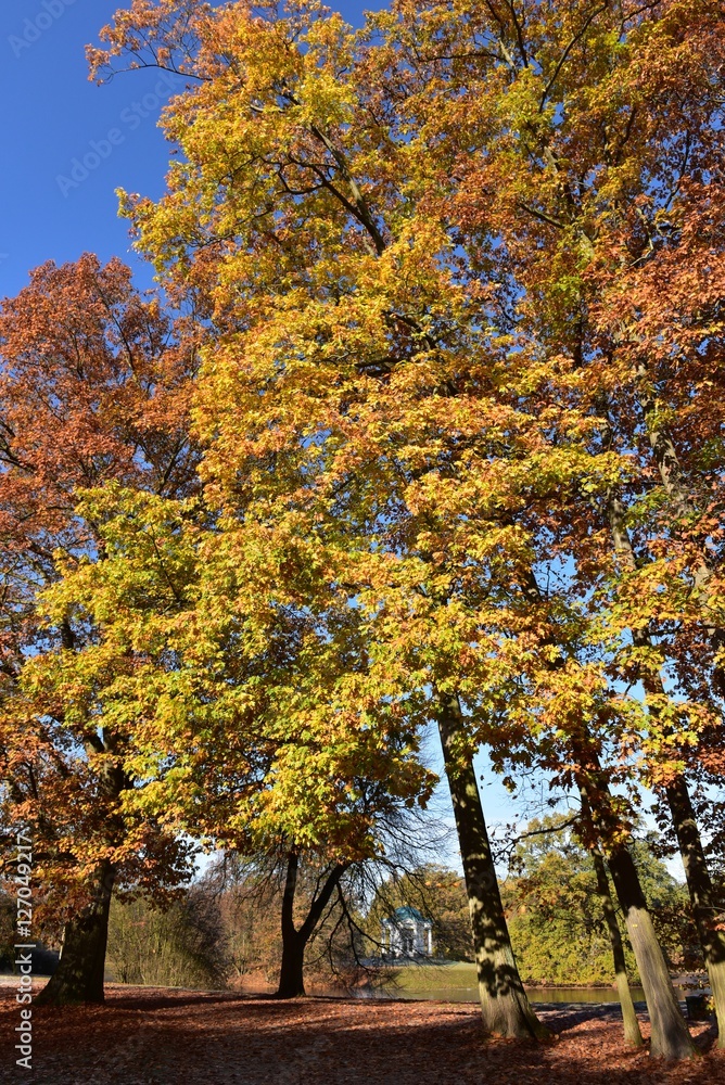 Naklejka premium Herbst im Park