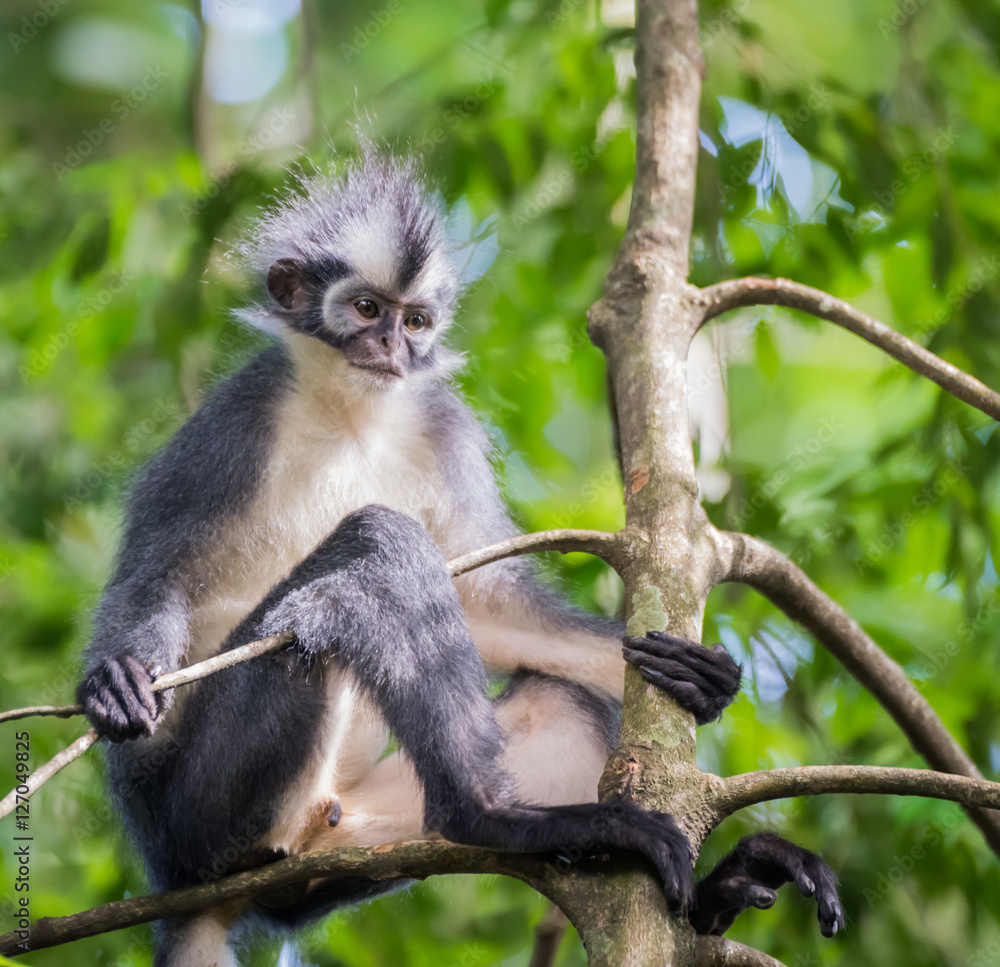 Cute Thomas Langur sits on a branch on a background of green leaves (Singapore) Cute Thomas Langur sits on a branch on a background of green leaves (Singapore)