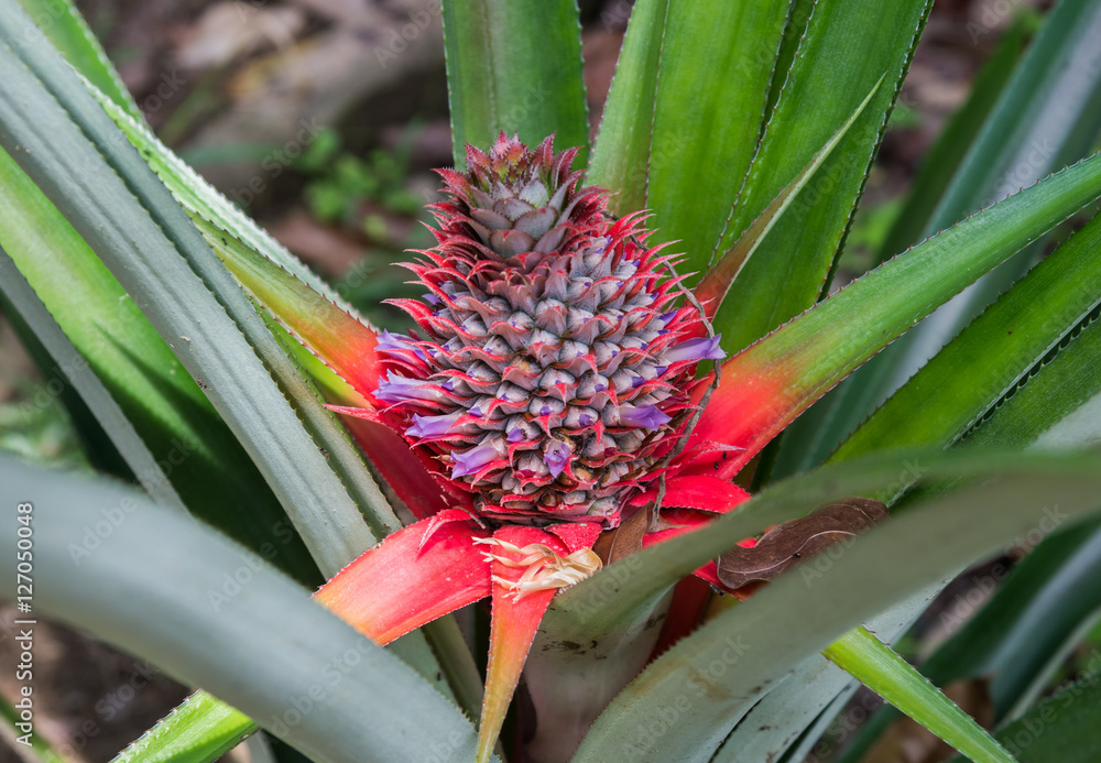 Pineapple ripens in the middle of the green and red of long leaf (Singapore) Pineapple ripens in the middle of the green and red of long leaf (Singapore)