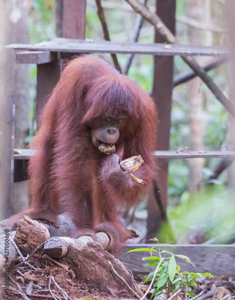 Naklejka premium Fluffy adult orangutan standing on a snag near a wooden plank and eats (Kumai, Indonesia)