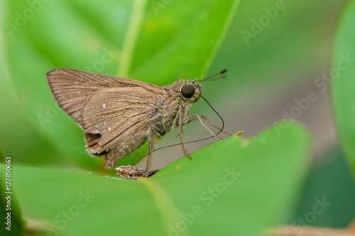 Brown Fiery Skipper moth (Hylephila phyleus) on a leaf