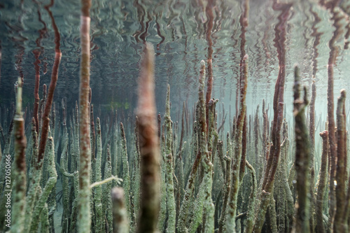 mangroves, roots in the reverse direction