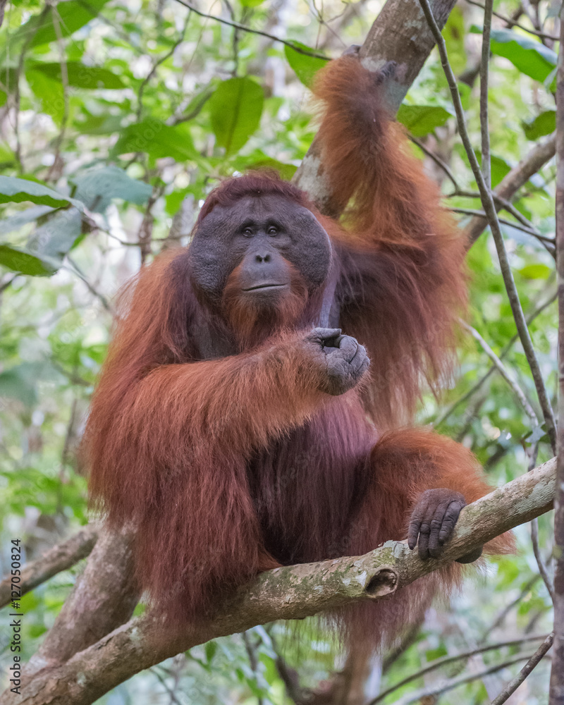 The big good-natured red orangutan sits on a branch of a tree and looking straight (Kumai, Indonesia) The big good-natured red orangutan sits on a branch of a tree and looking straight (Kumai, Indonesia)