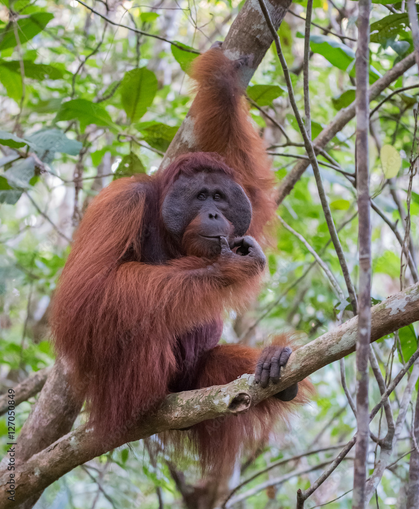 The big good-natured red orangutan sitting on a tree branch and looking to the side and tries a pin (Kumai, Indonesia) The big good-natured red orangutan sitting on a tree branch and looking to the side and tries a pin (Kumai, Indonesia)