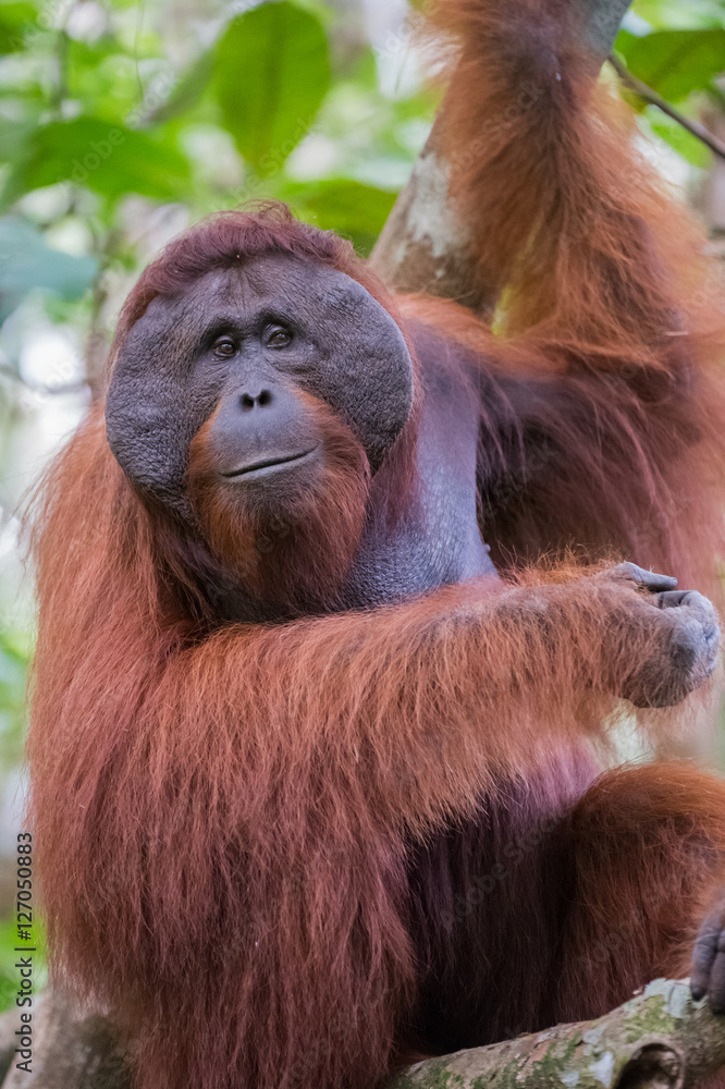 Naklejka premium The big good-natured red orangutan sits on the branches of a tree - close-up (Kumai, Indonesia)