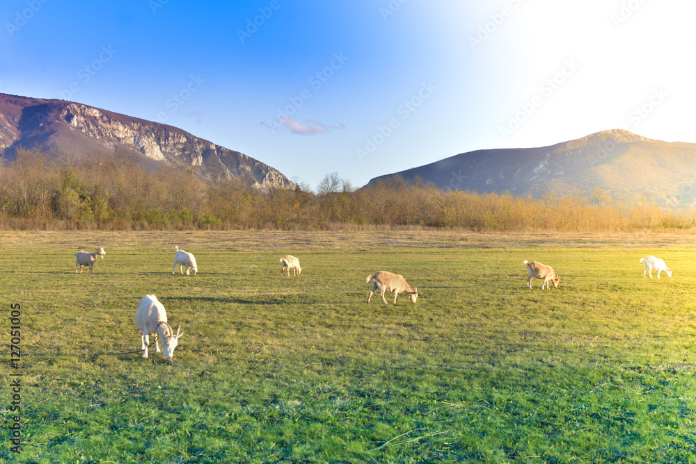 Naklejka premium Goats grazing in beautiful countryside