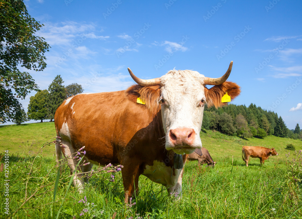 Brown cows grazing at a pasture in Bavaria