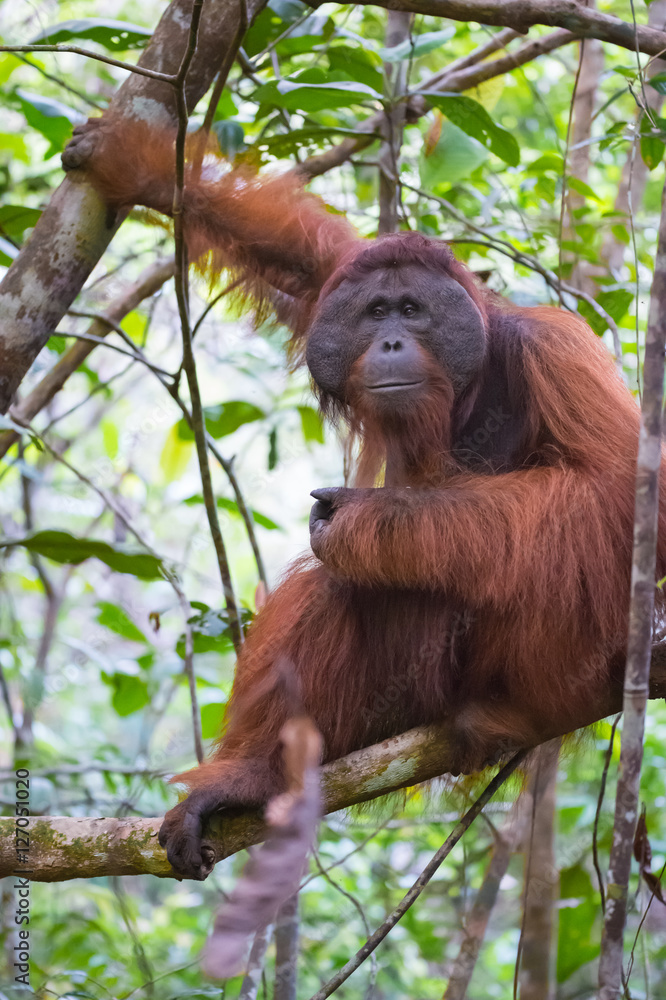 Fototapeta premium The big good-natured red orangutan sits on a branch of a tree and holding paw over the other (Kumai, Indonesia)