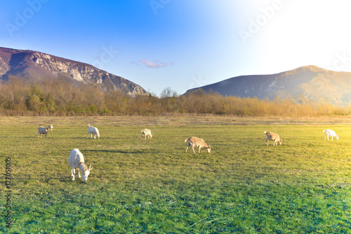 Fototapeta Naklejka Na Ścianę i Meble -  Goats grazing in beautiful countryside