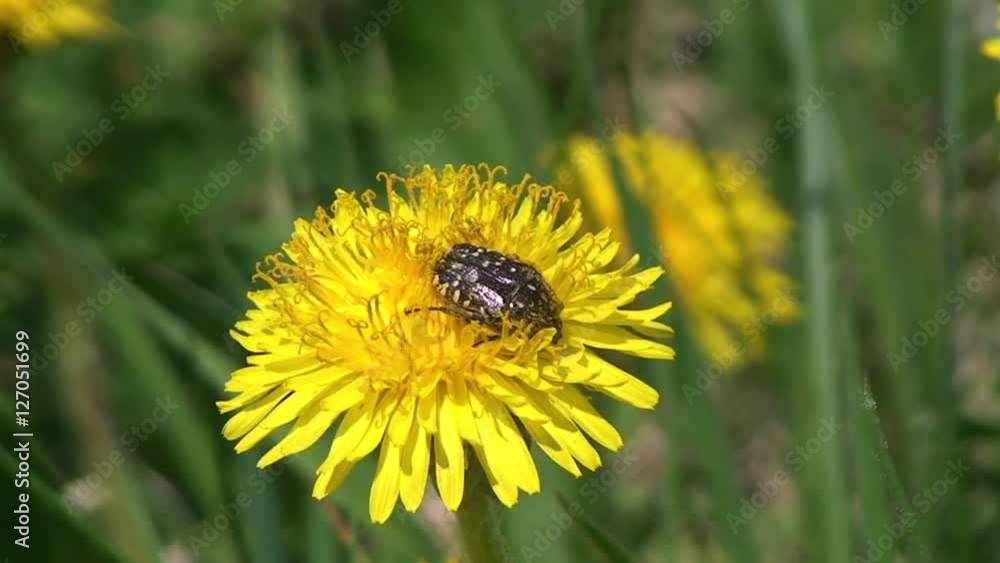 Ein Trauerrosenkäfer krabbelt auf einem Löwenzahn Ein Trauerrosenkäfer krabbelt auf einem Löwenzahn