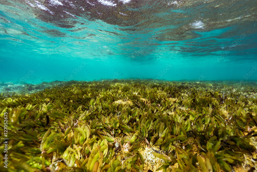 Naklejka premium prairie below the surface