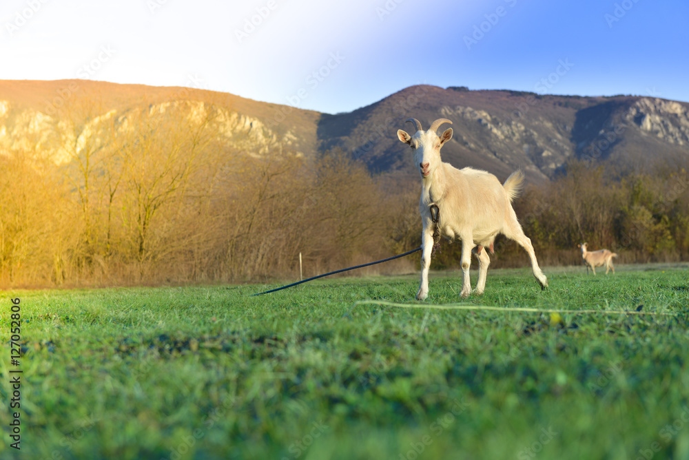 Naklejka premium Goats grazing in beautiful countryside