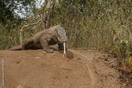 komodo dragon guarding nest close to photographer  beautiful island in Indonesia  nature habitat  varanus komodoensis