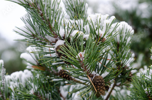 some pinecone in the three with snow