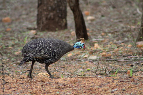 guinea fowl  