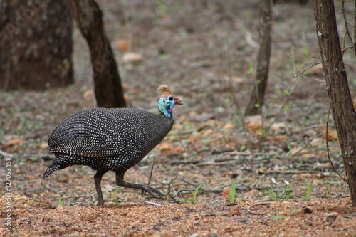 guinea fowl  