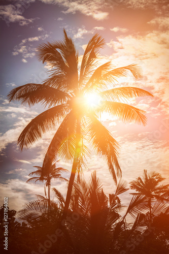 Palm on sunset © Dmitry Rukhlenko