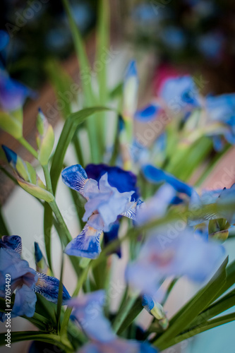 Fototapeta Naklejka Na Ścianę i Meble -  Close up of purple Japanese iris flowers