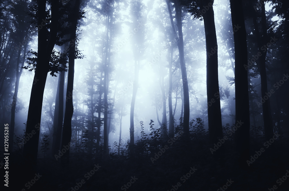 Fototapeta premium dark forest at night fantasy scene