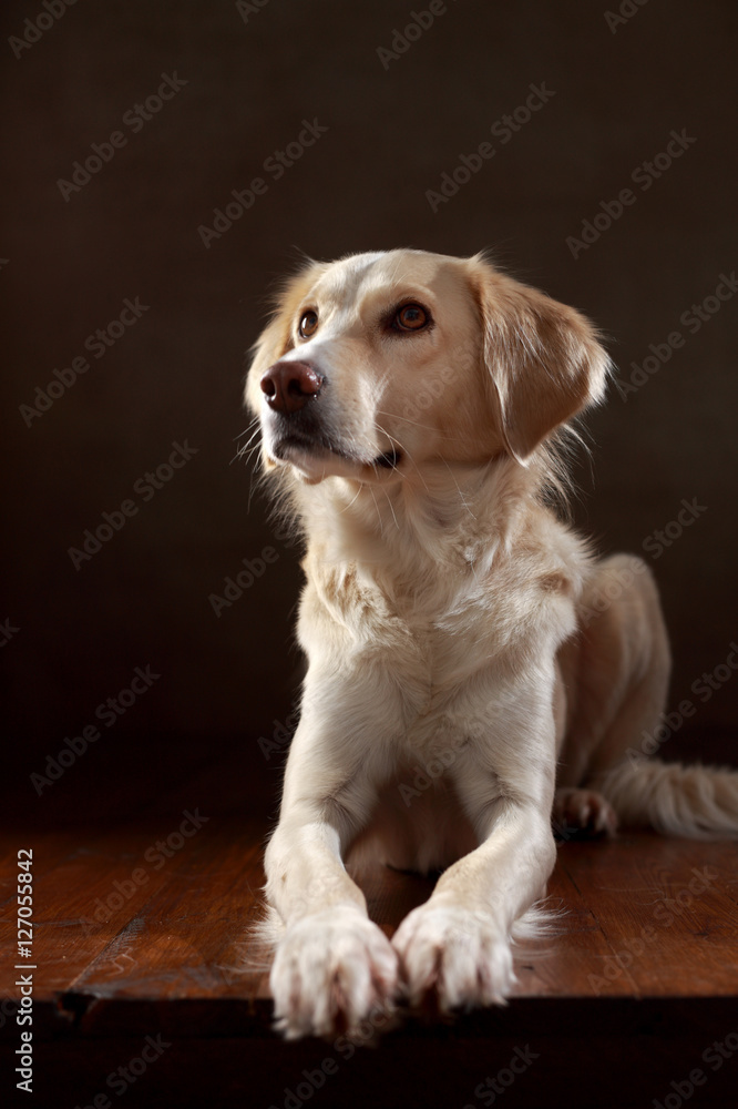 Golden Retriever Mix im Studio liegend Golden Retriever Mix im Studio liegend