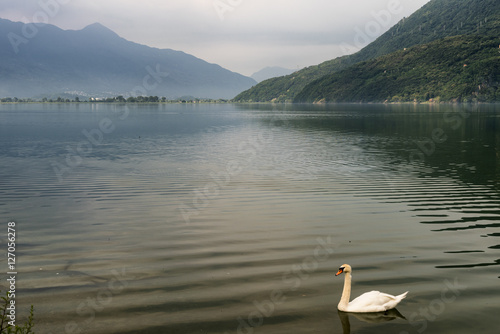 Swans in the Mezzola lake (Italy)