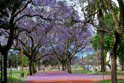 Jacaranda tree lane