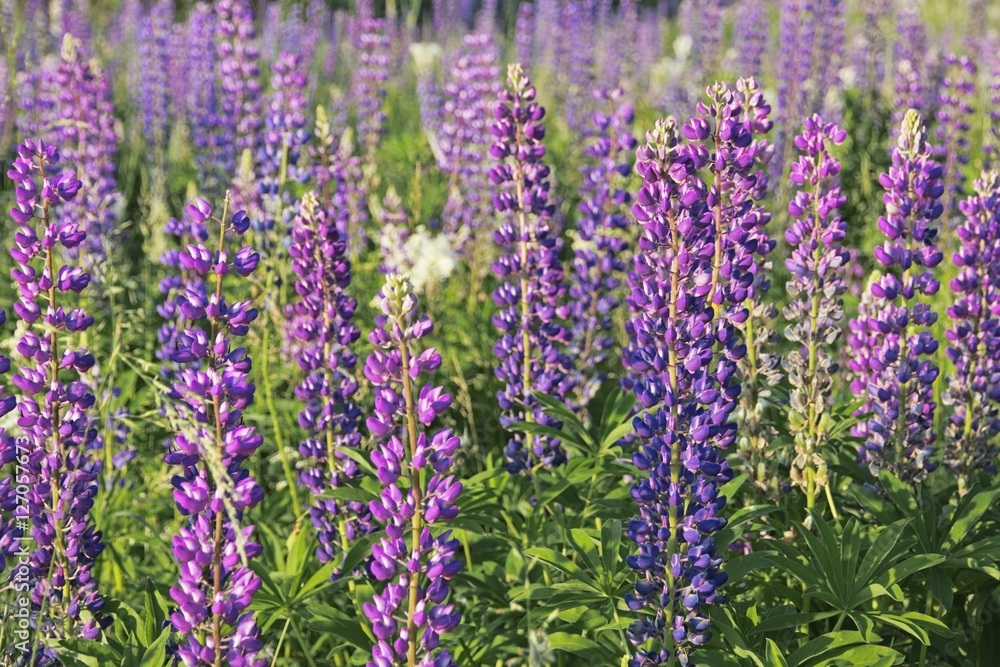 Fototapeta premium Lupin field