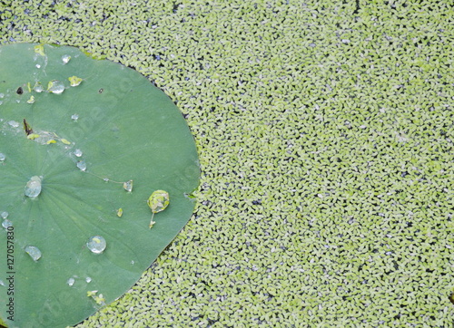 drop of water rolling on lotus leaf and aquatic weed