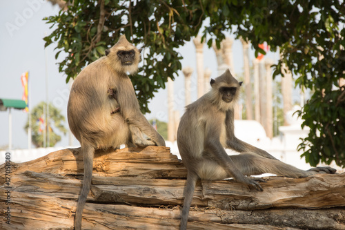 Bild auf Leinwand Gray langurs in ancient city of Anuradhapura, Sri Lanka.