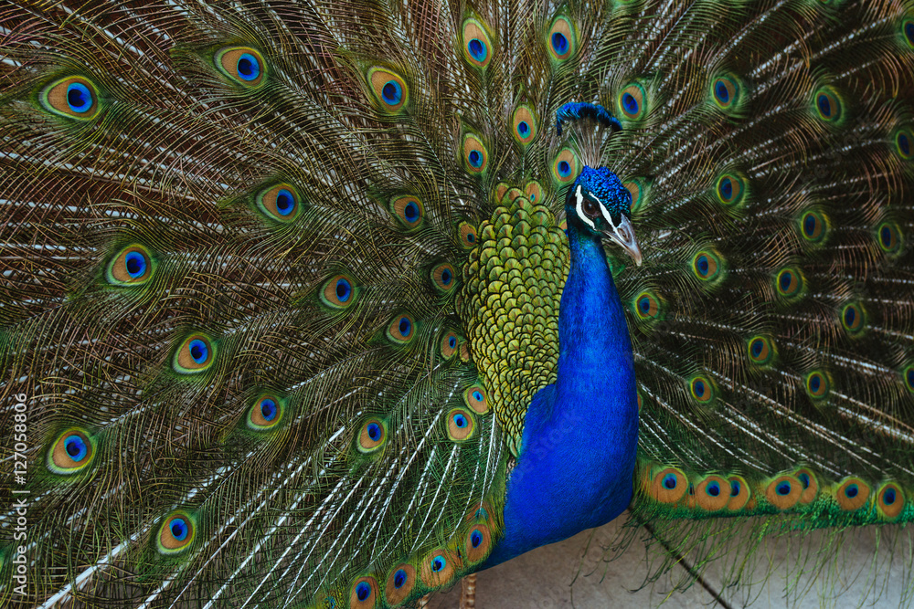 Obraz premium Peacock