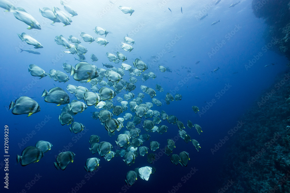 Fototapeta premium the huge bat fish school