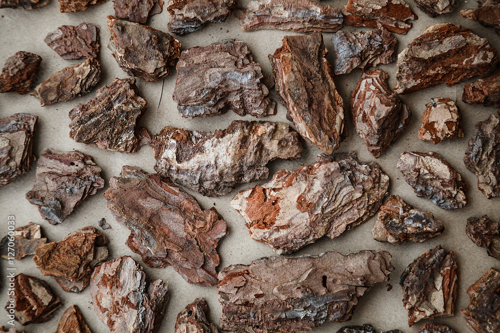 Obraz premium Tree bark pattern on the craft paper. Macro photo.