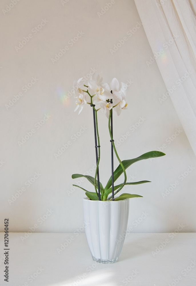 White orchid flowers