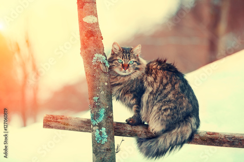 Fototapeta Naklejka Na Ścianę i Meble -  Siberian cat sitting on a fence