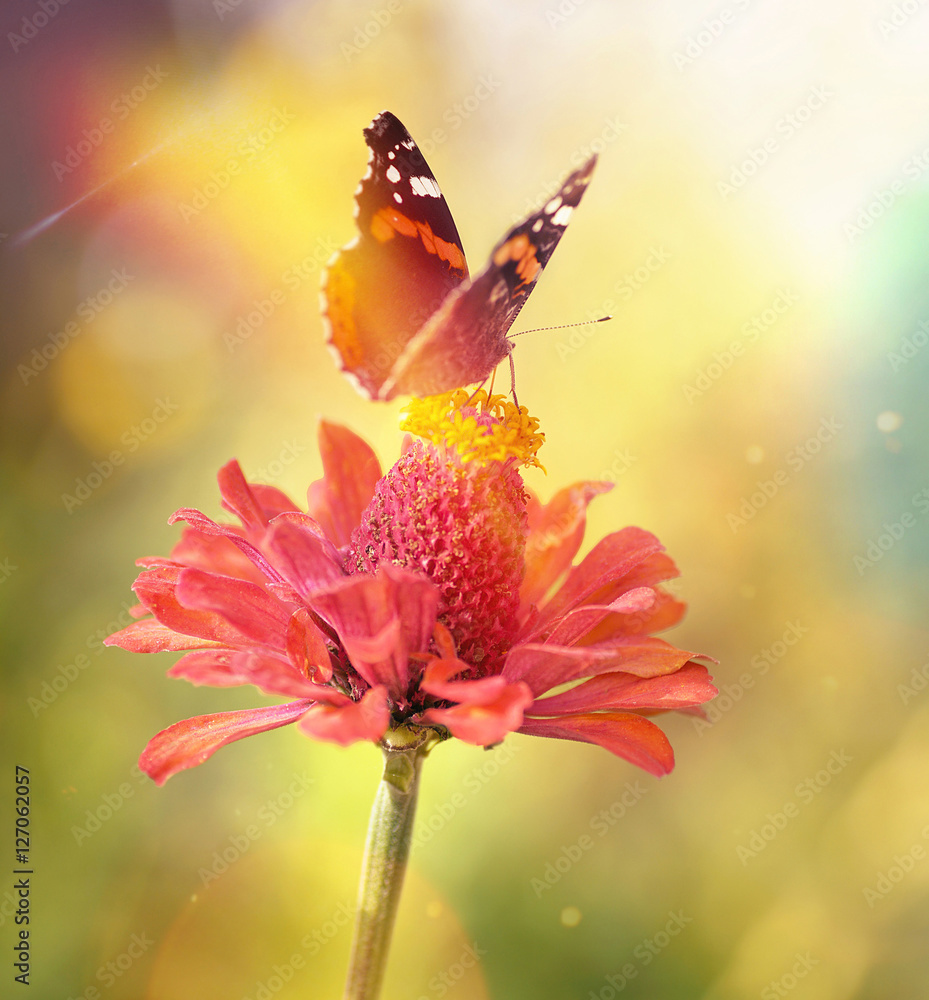 Fototapeta premium Vintage macro photo of butterfly on a flower in the light of sun on beautiful softly blurred golden background. Beautiful gentle air artistic image with a soft focus.