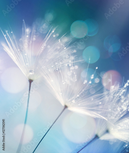 Dandelion Seeds in the drops of dew on a beautiful blurred background. Dandelions on a beautiful blue background. Drops of dew sparkle on the dandelion.