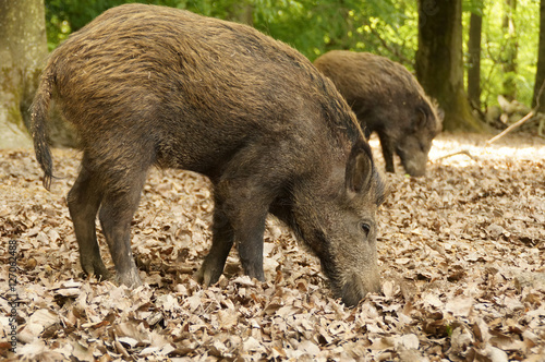 Zwei Wildschweine suchen Futter im Wald
