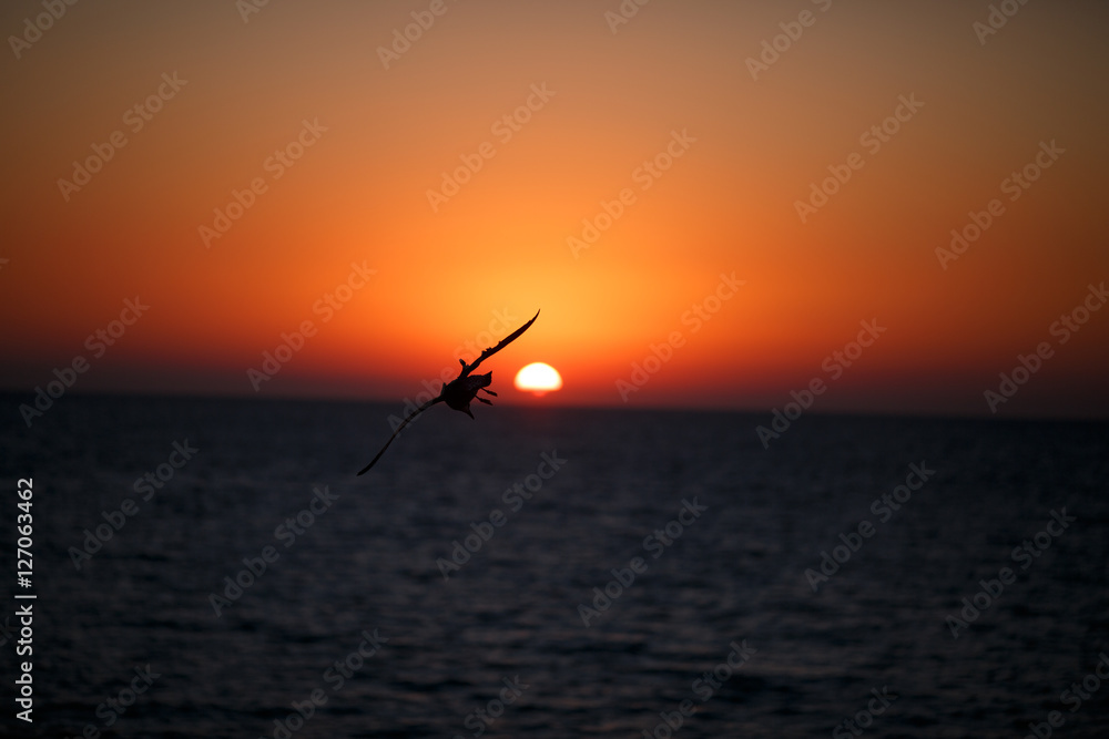 Fototapeta premium Black silhouette of flying birds on the ocean at sunset