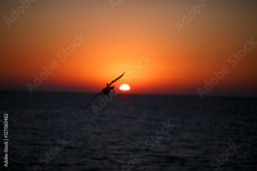 Black silhouette of flying birds on the ocean at sunset