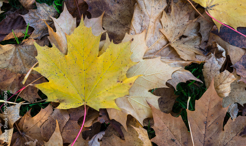 Vibrant yellow coloured Autumn leaf background