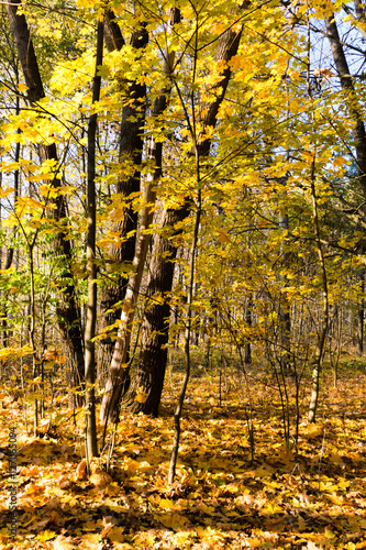 Yellow leaves on the trees in the beautiful autumn forest