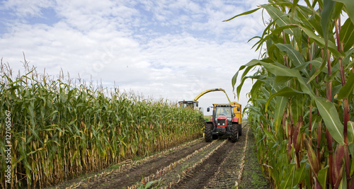 Cornharvest. Maize chipper and tractor. Netherlands.  photo