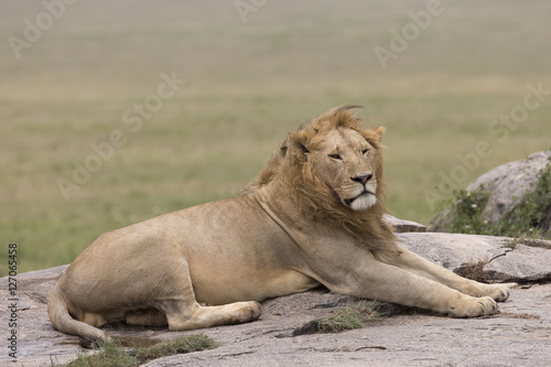 Lion resting on rocks in Africa