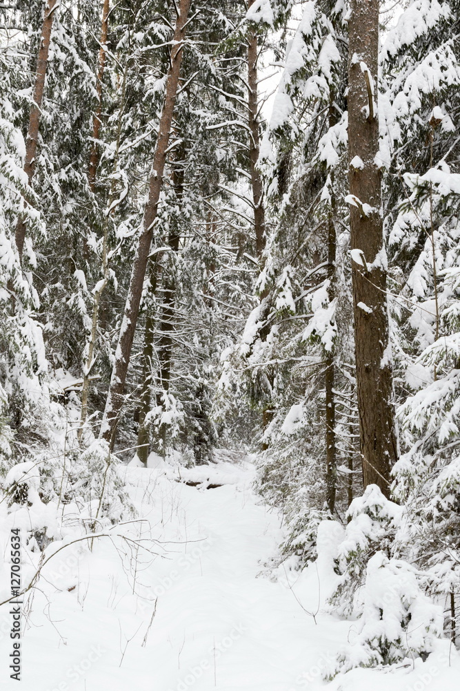 Winter forest, the trees covered with snow in the winter wood Winter forest, the trees covered with snow in the winter wood
